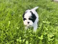 Shih tzu piesek, rodowód, wyprawka