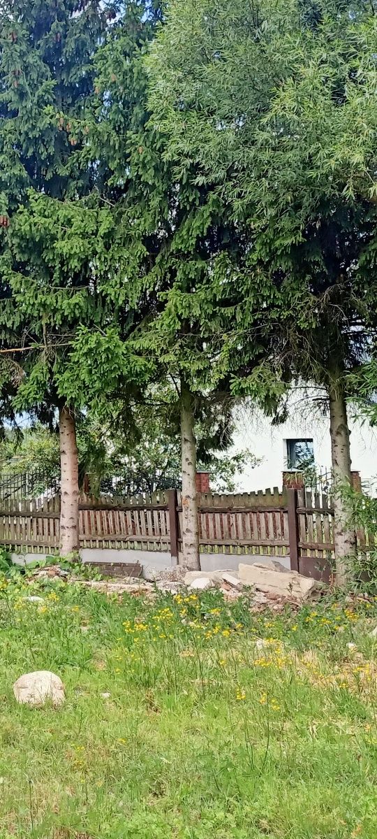 Sprzedam drzewo 20 szt