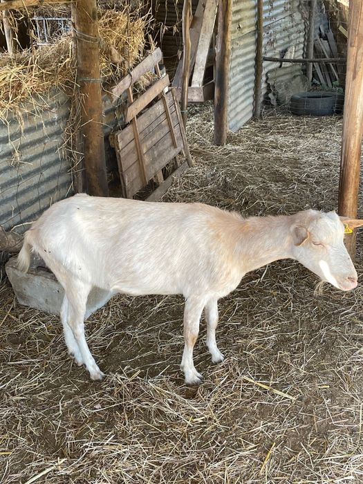 Vende-se  cabras