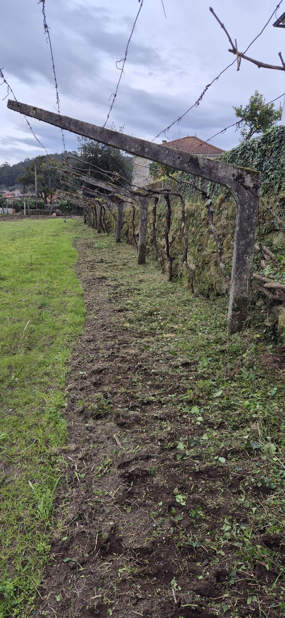 Limpeza de mato e erva