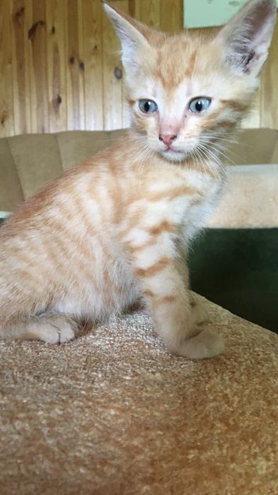 Котики в добрі руки