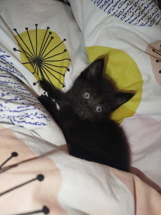 Котик (хлопчик) безкоштовно