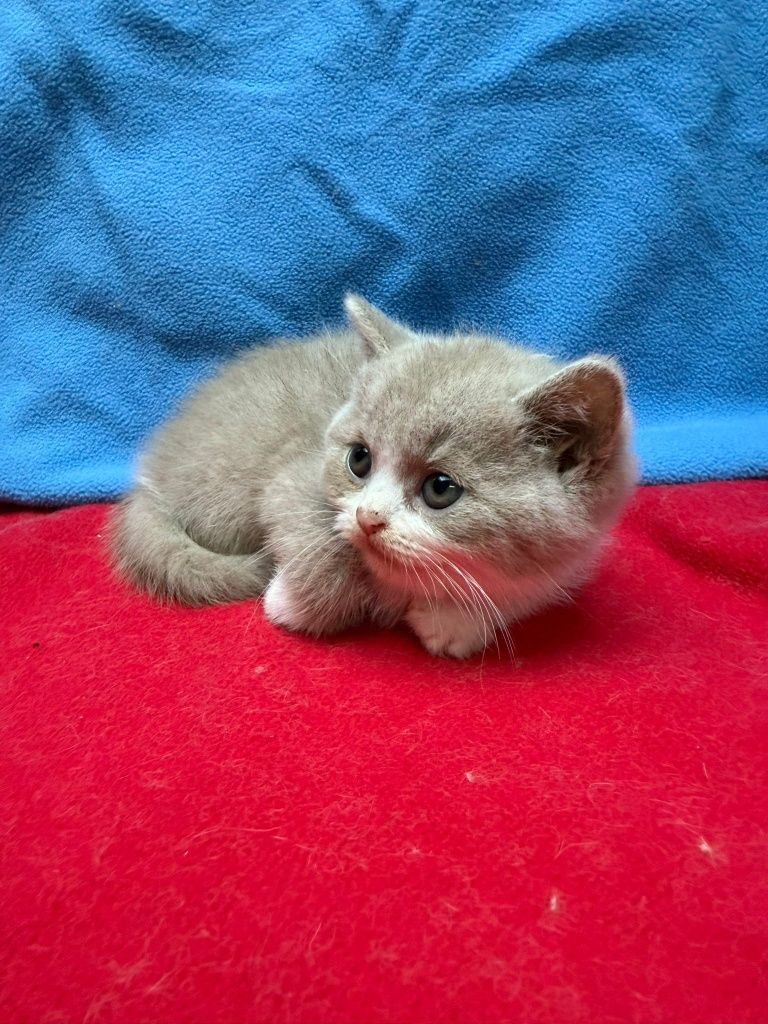 Menino british shorthair