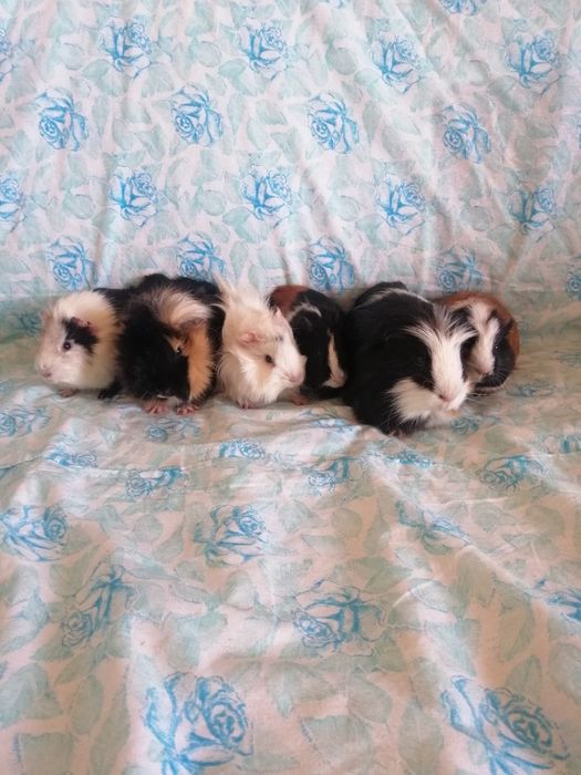 Świnki morskie kawie domowe