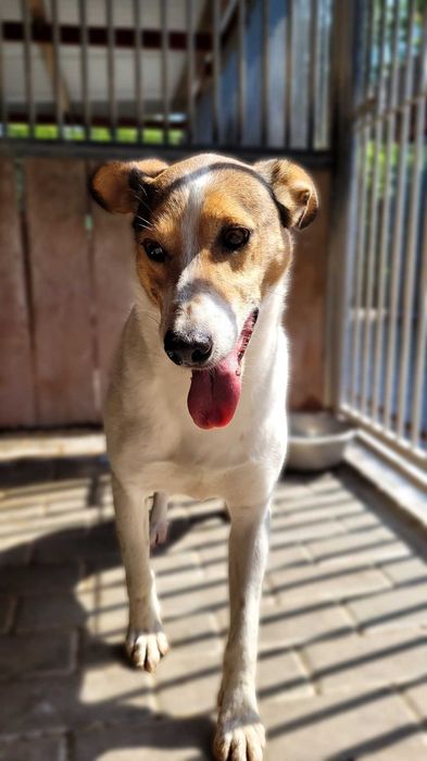 Duster – wyjątkowy pies do spokojnego domu, 5 lat, średniak