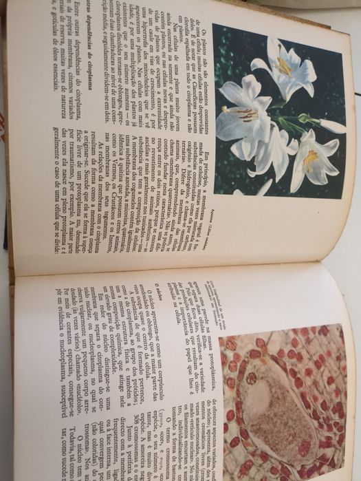 O Mundo das Plantas de Henri Rousseau
