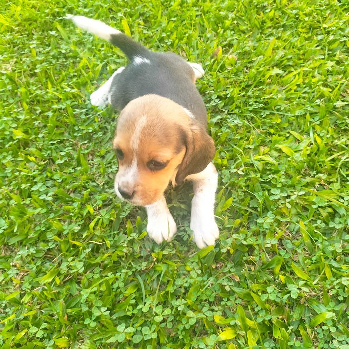 Beagle macho lindo