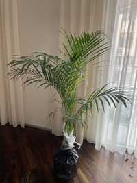 Пальма дипсис 170 см