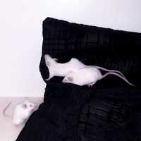 Myszy do adopcji