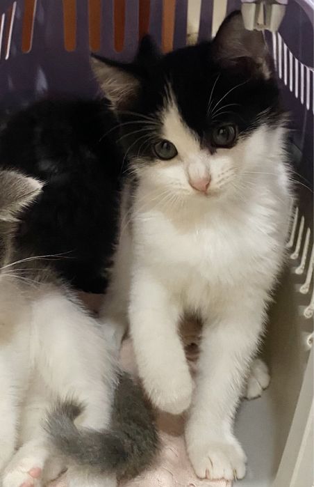 Кошеня 2 з половиною місяці