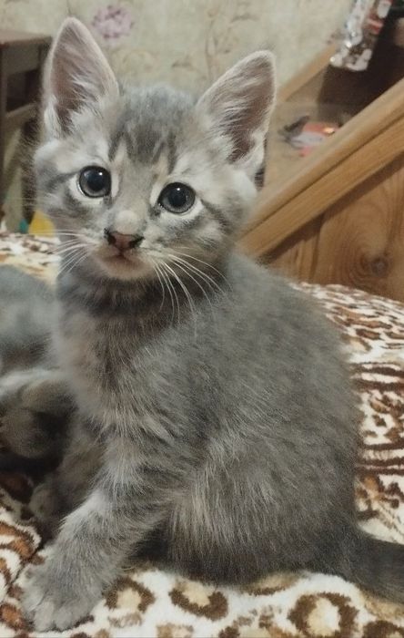 Безкоштовно віддам кошеня