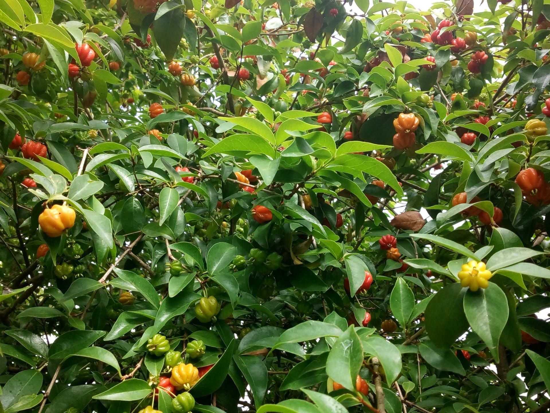 Pitangueiras - Arbustos - Plantas tropicais - Plantas brasileiras