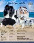Owczarek Szetlandzki Sheltie suczka