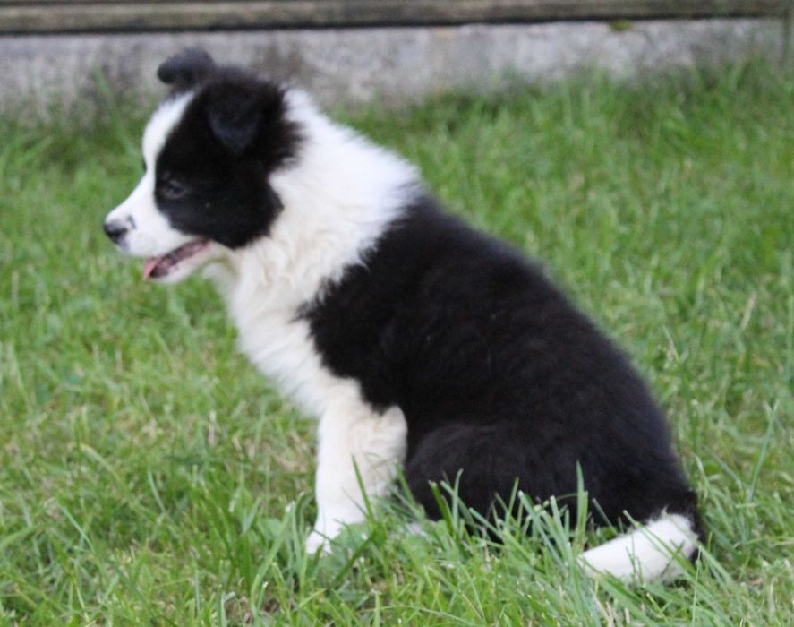 Suczka Border Collie ZKwP/FCI
