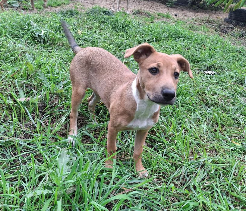 4-miesięczna Ava szuka domu