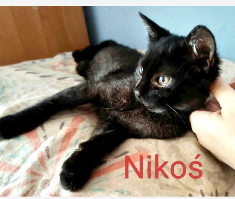 Cudowny Nikoś błaga o dom ...