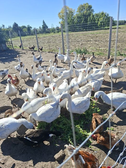 Gęsi kołudzkie  ekologiczne