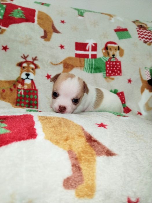 Bebe Chihuahua macho