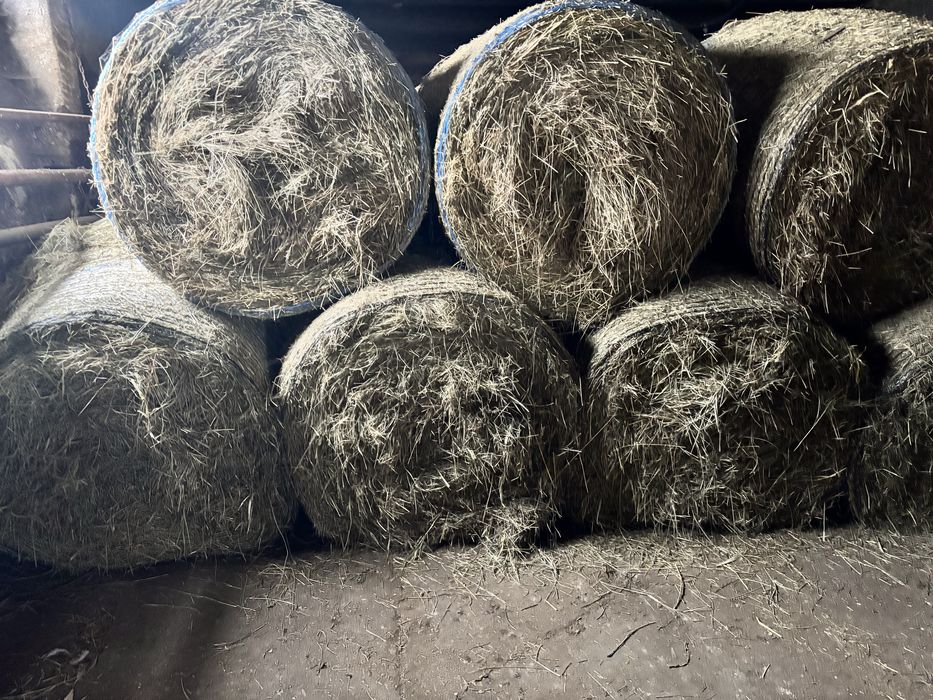 Siano bele 120 pachnace tegoroczne