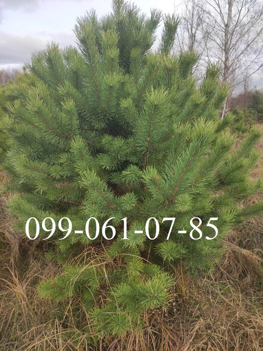 Новорічна ялинка опт Сосна