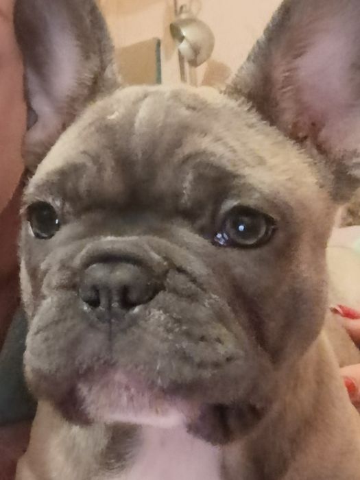 Французский бульдог,игривая девочка