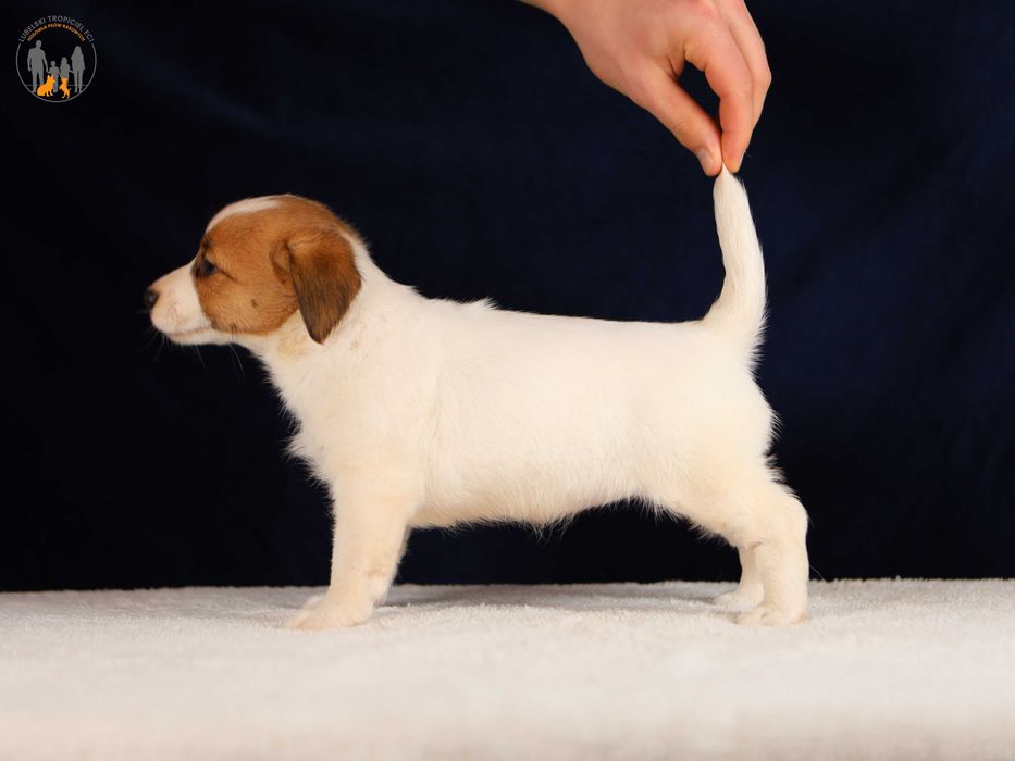 Jack Russell Terrier ZKwP FCI  piękna suczka w.złamany