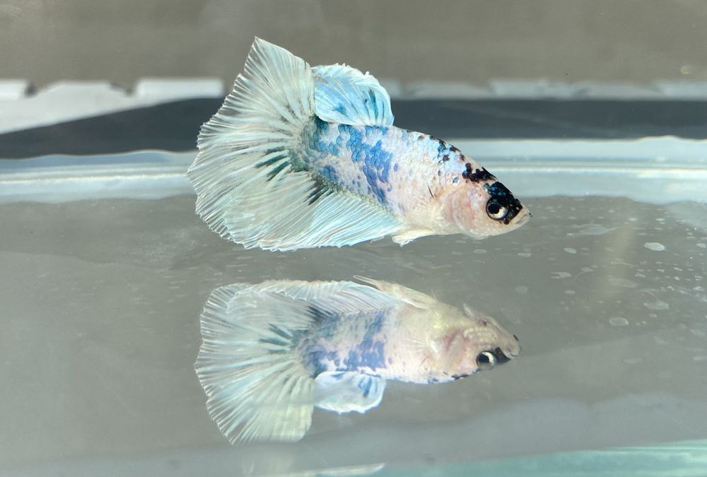 Рыбка петушок. Betta splendens. Рибка півник