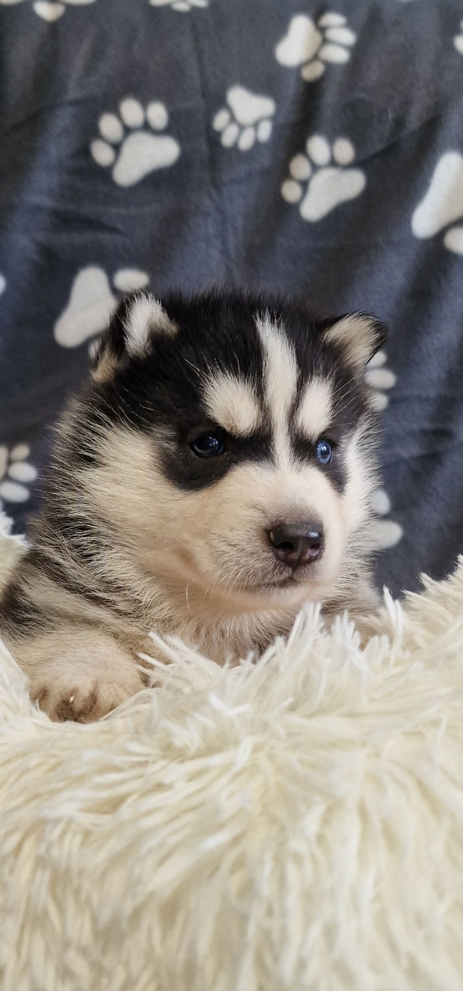 Siberian Husky- cudowny BASKAR zapraszam do rezerwacji!