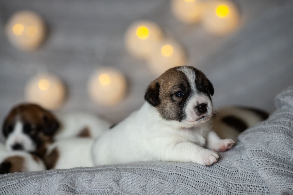 Jack Russell Terrier samiec William