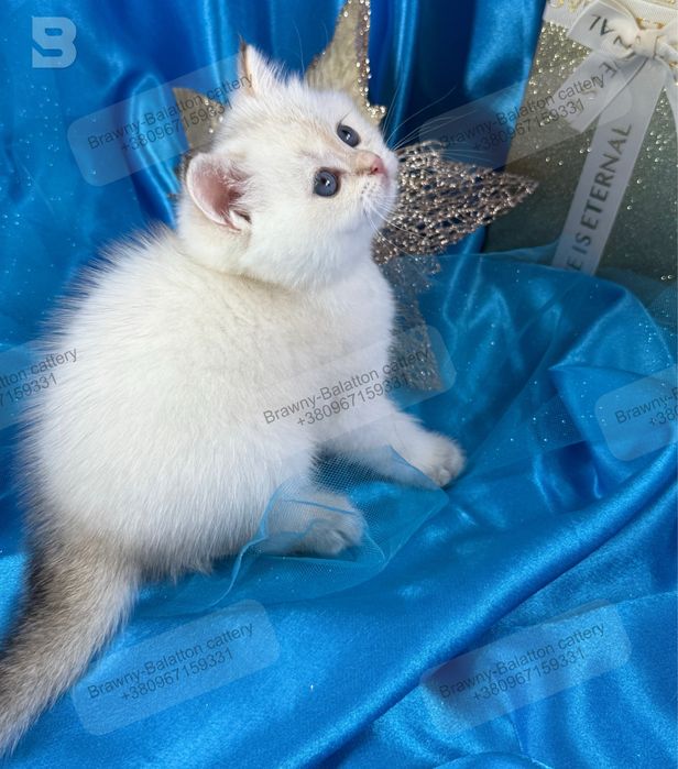 Золота шиншила поинт