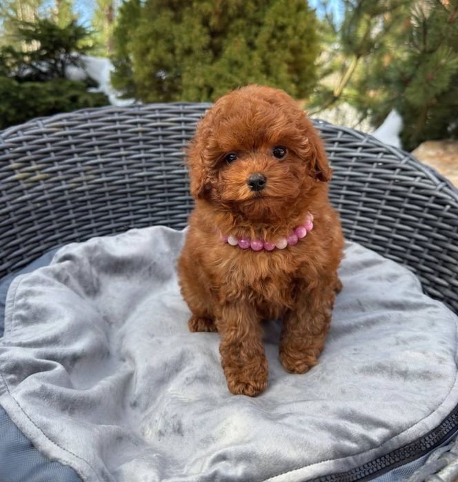 Дівчинка неймовірна, той пудель