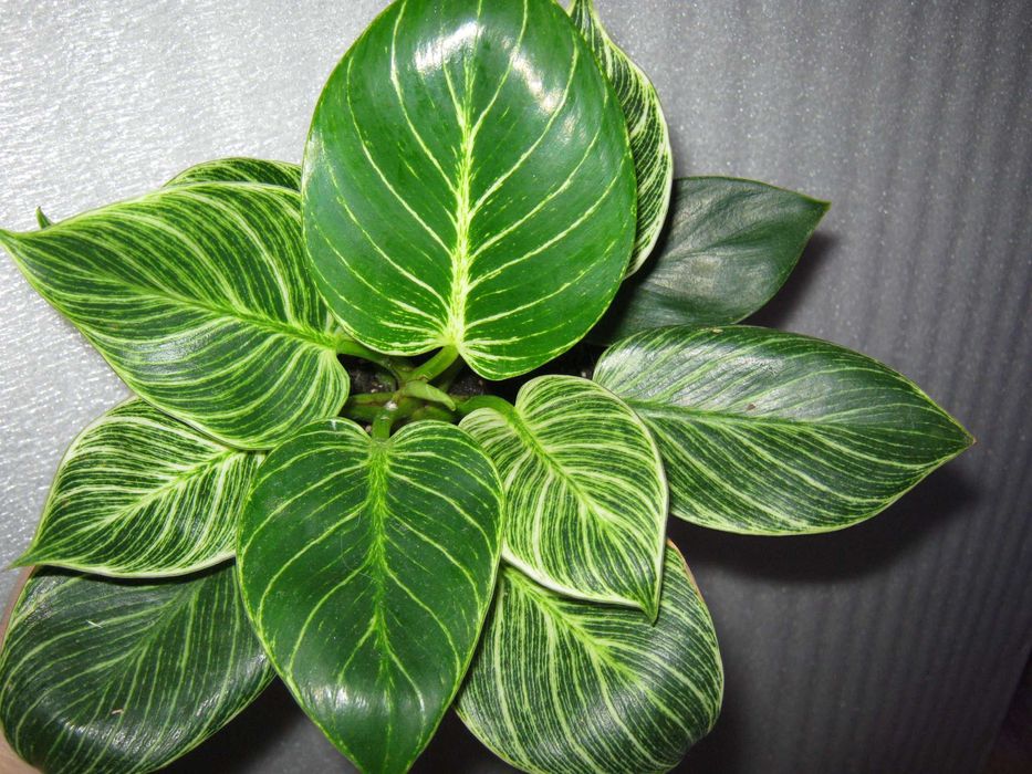 Филодендрон биркин яркая генетика кустики с отличными корнями от 50грн