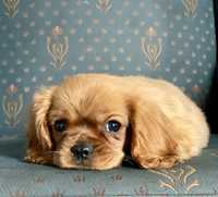 Cavalier King Charles Spaniel chłopak