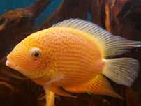 Sprzedam Ryby Pielęgnice Severum