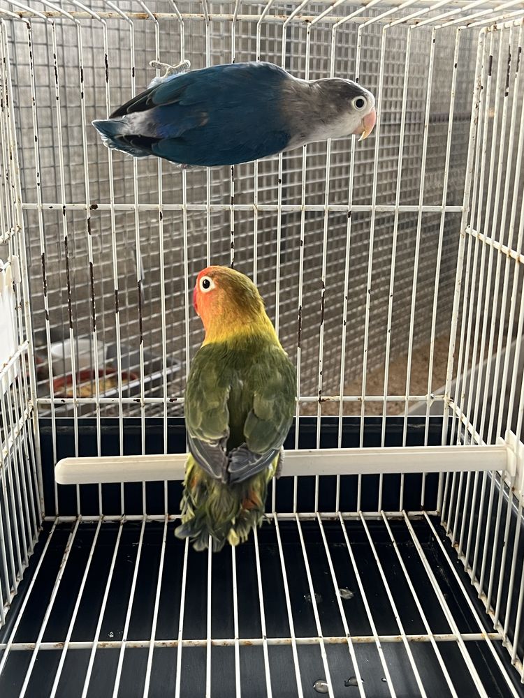 Agapornis fischeris 2024