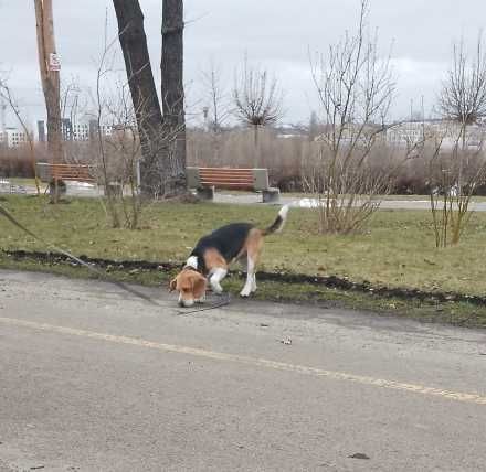 Бігль для в'язки