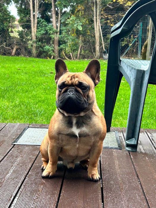 Buldog francuski fci szczenie