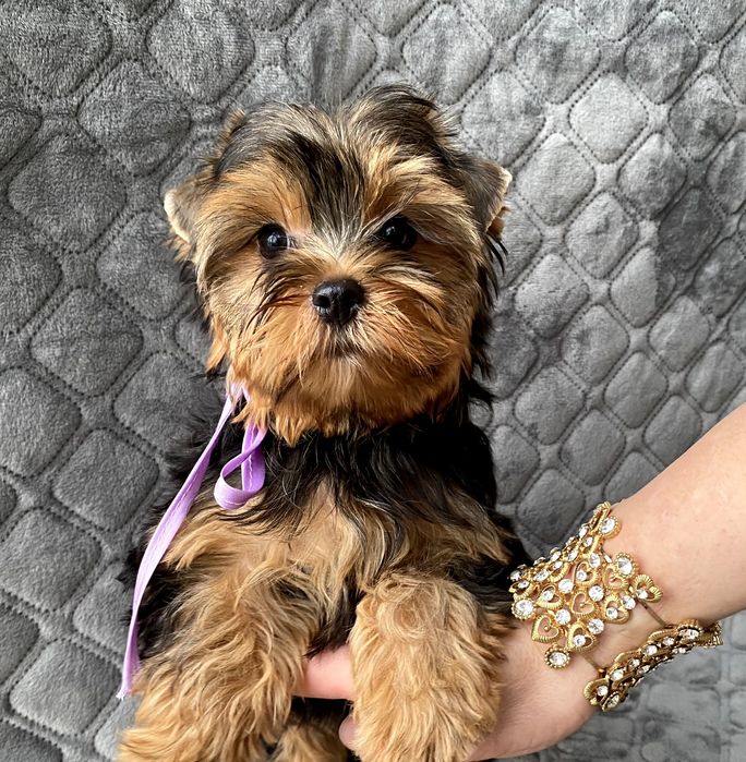 Йорки гарнесенькі