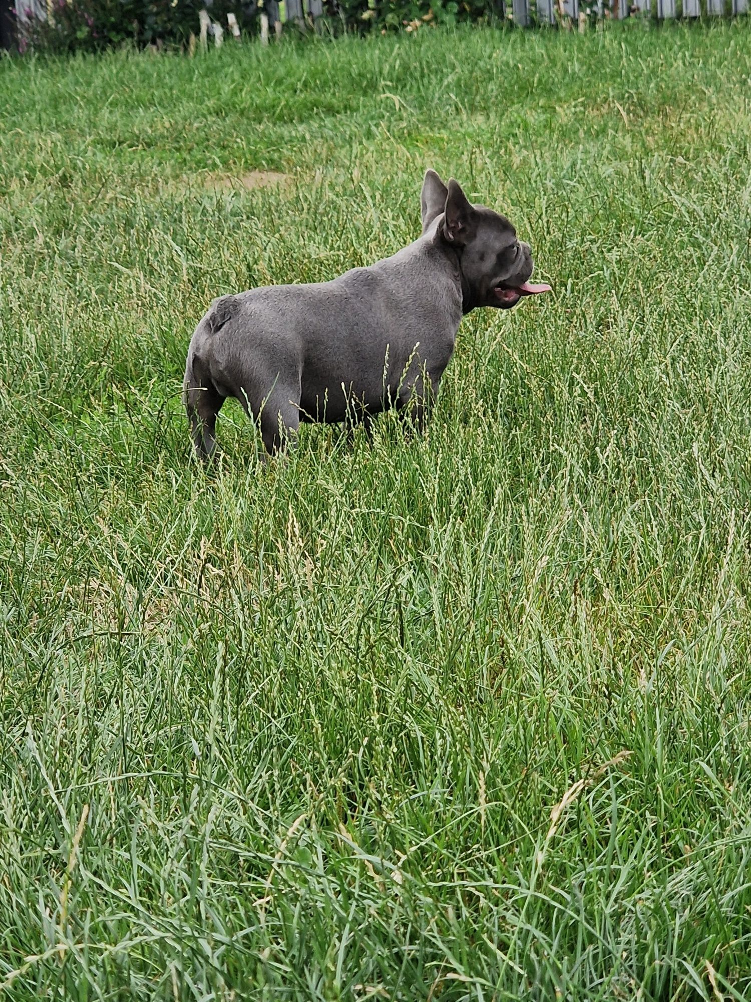 Buldog francuski