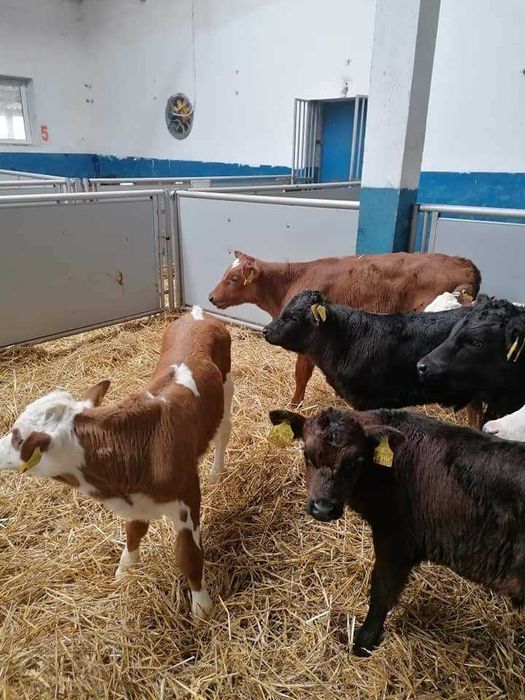 sprzedam cielaki mięsne