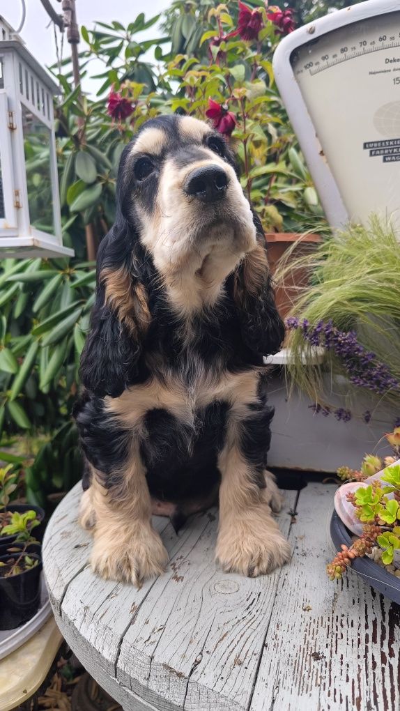 Cocker spaniel angielski