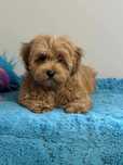 Maltipoo -maltańczyk /pudel toy z badaniami gen /Suczka
