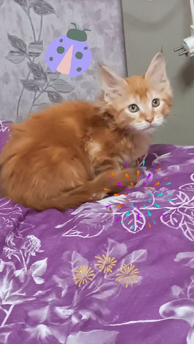Рыжие котята Мейн кун мальчики