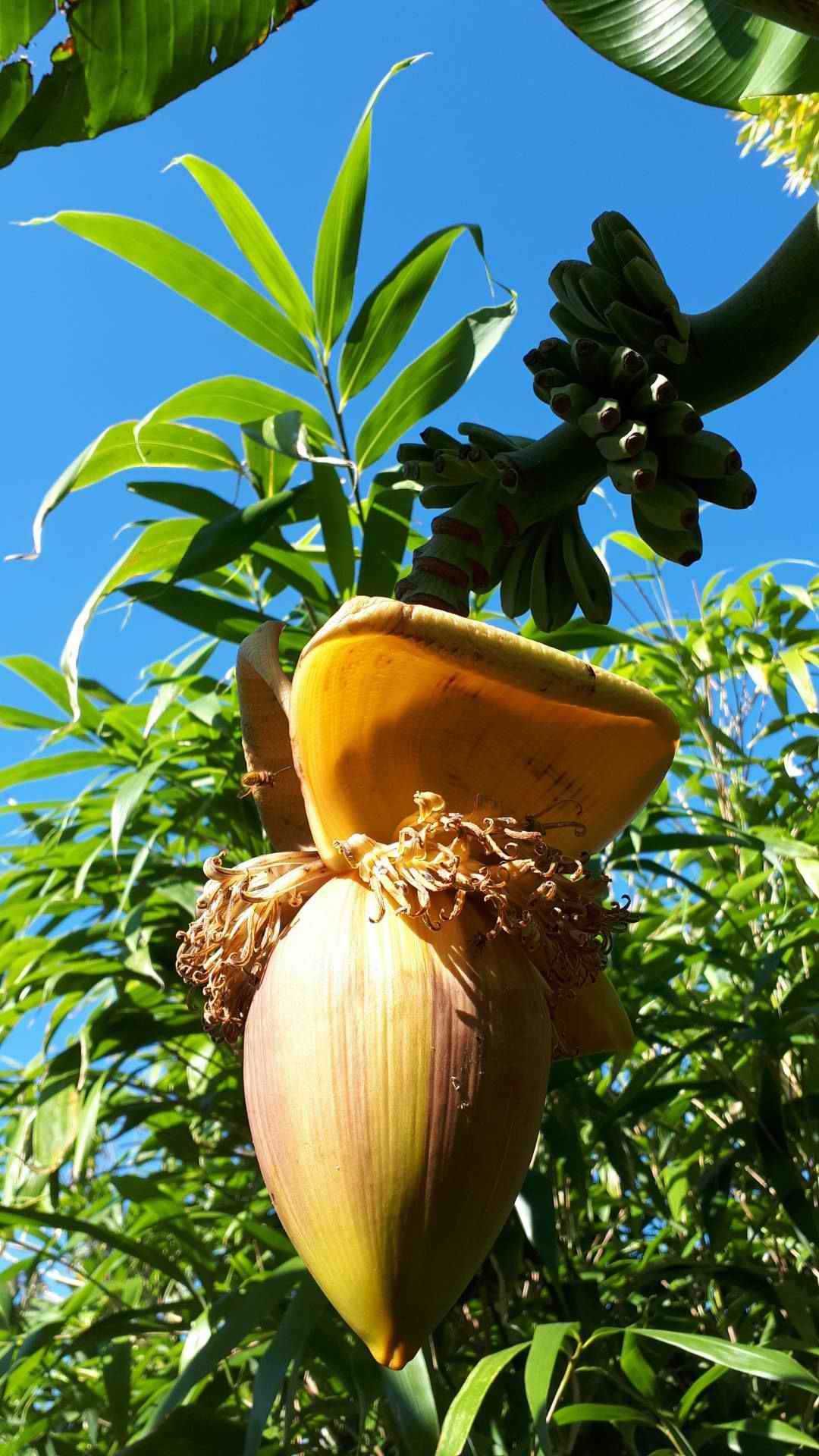 Bananowce i inne rośliny egzotyczne