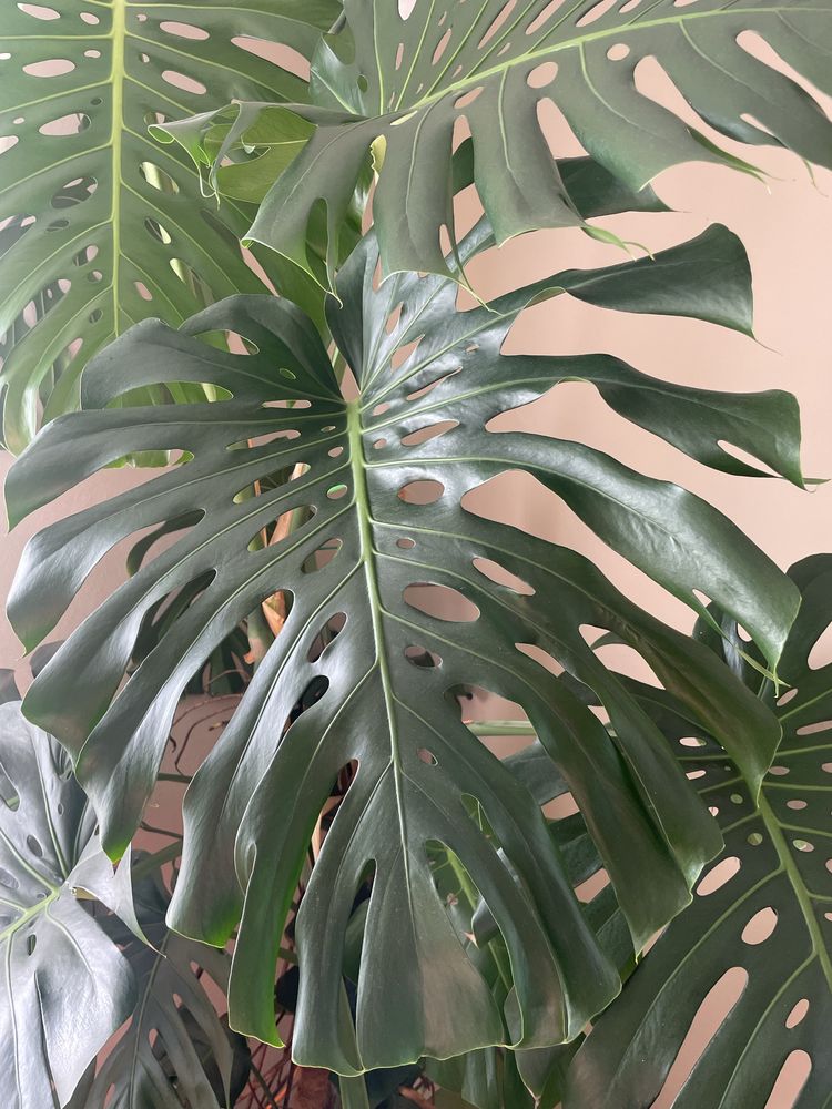 Monstera gigant