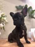 Buldog francuski