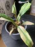 Philodendron - cala roslinka !