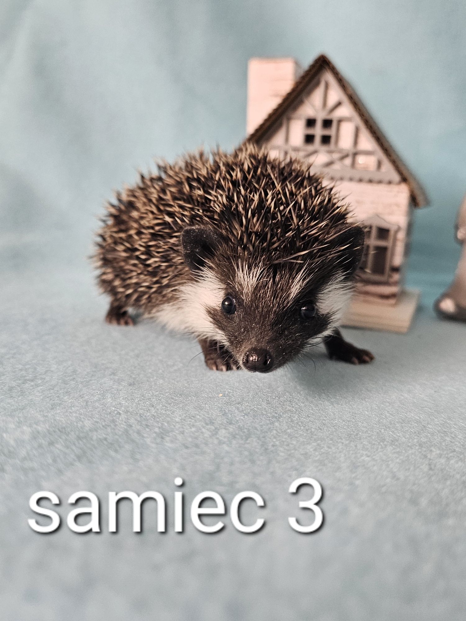 Jeż afrykanski jez pigmejski