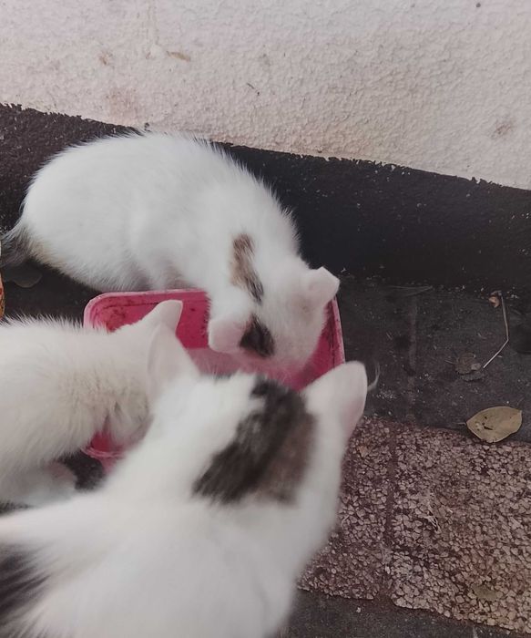 Oddam kotki w dobre ręce