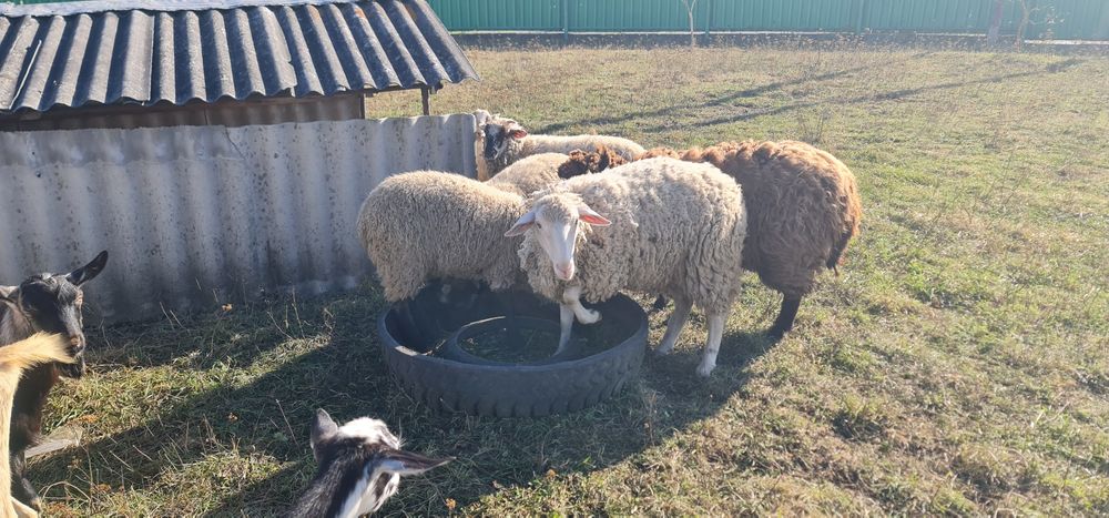 Продам Вівці асканійські.